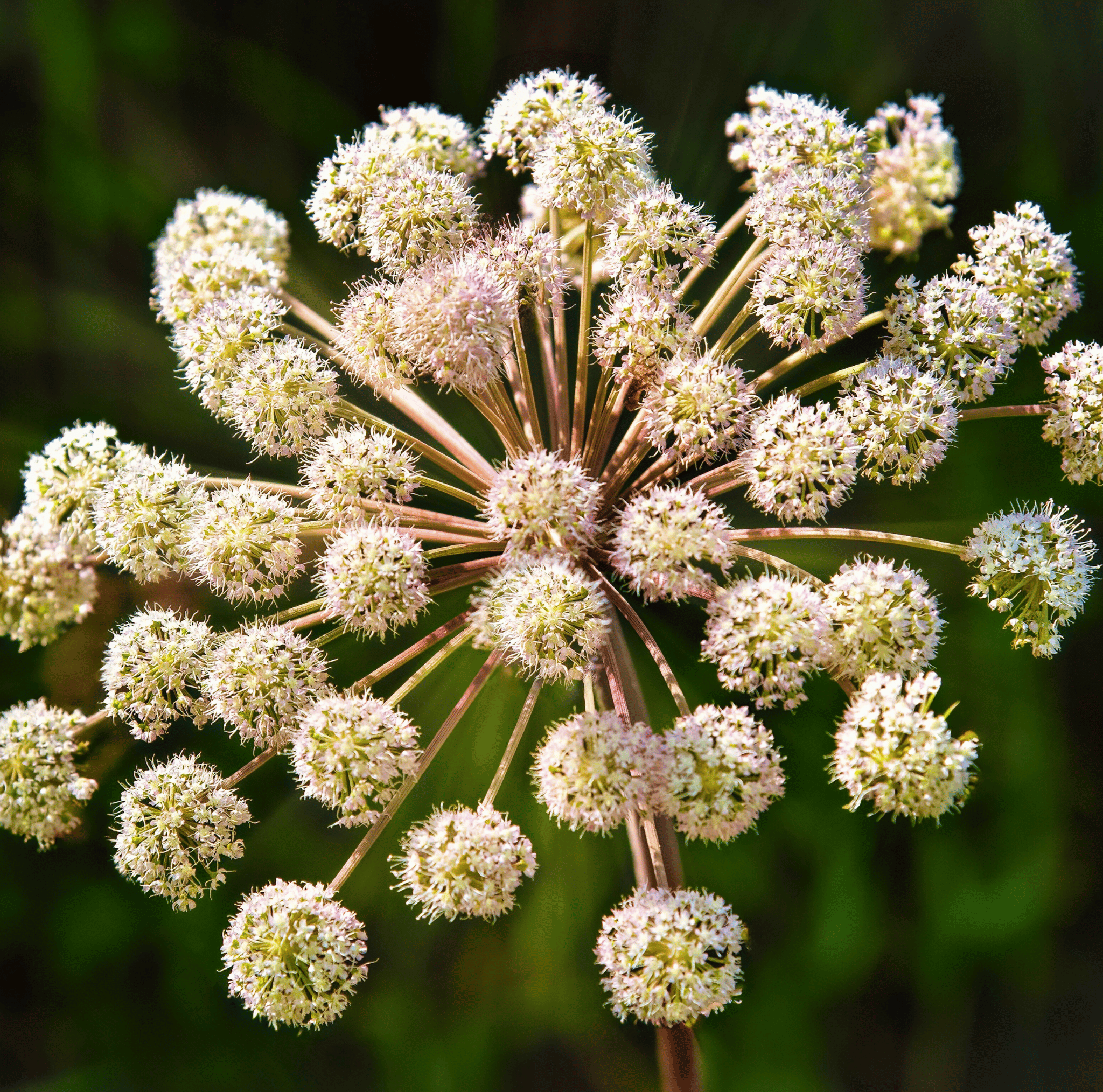 Biennial Flowers