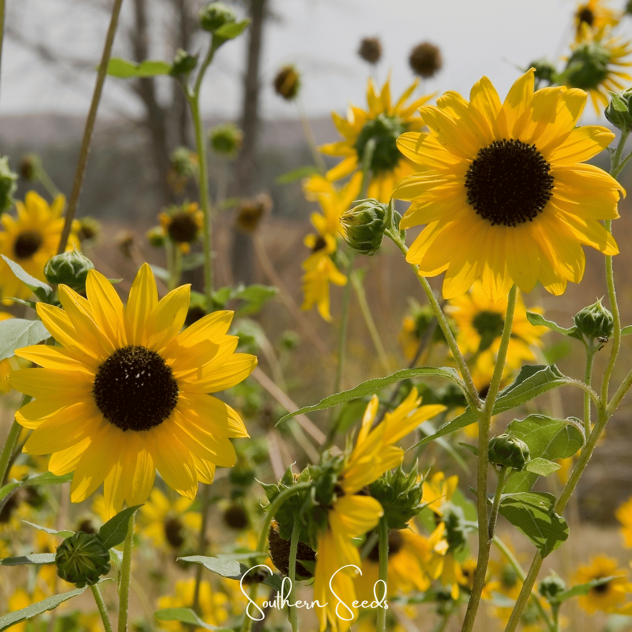 Annual Flowers