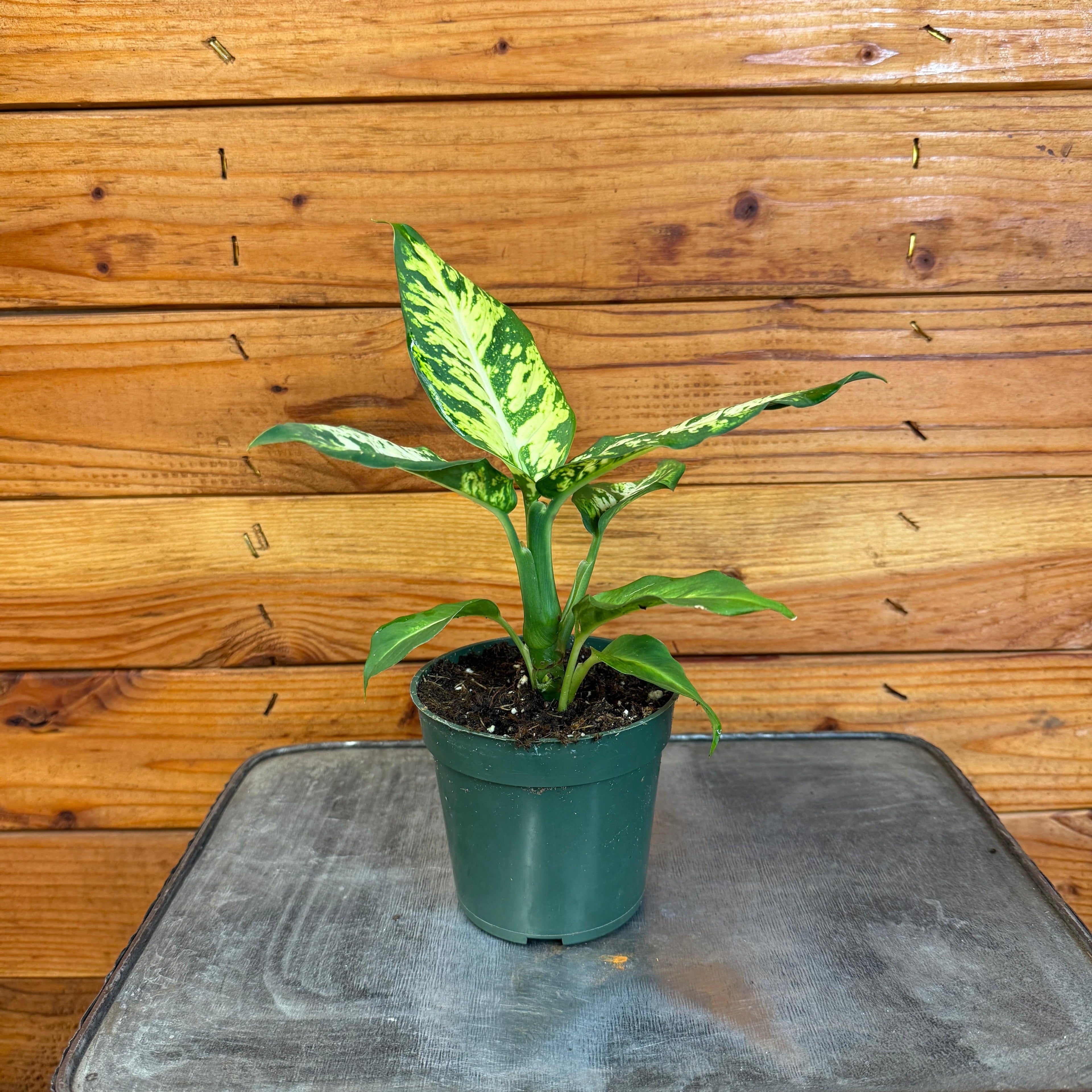 Plants