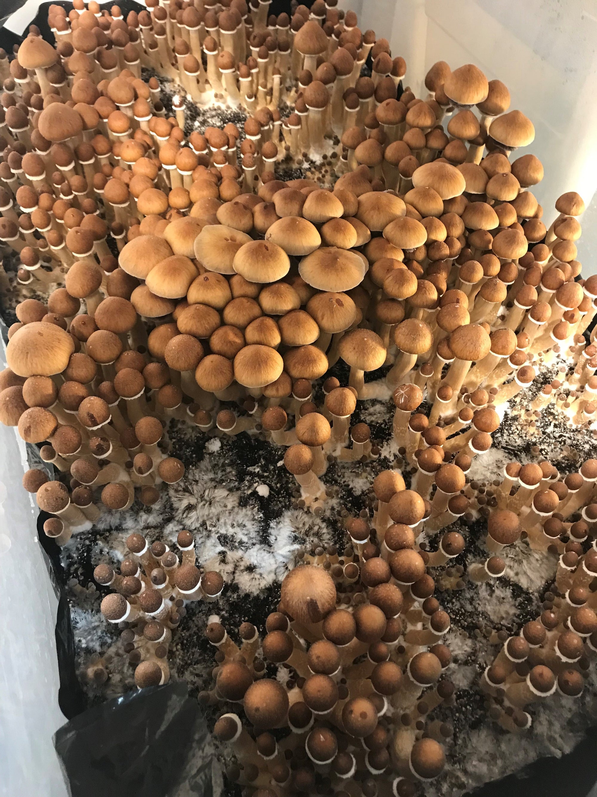 Earthworm Casting Mushroom Substrate