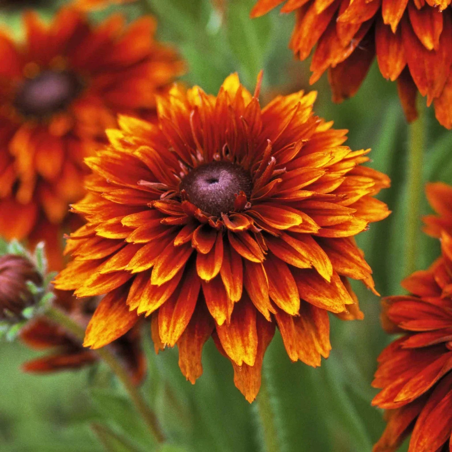 Black Eyed Susan Rudbeckia hirta ‘Cherokee Sunset’ Seeds – Non-GMO Flower Seeds for Garden Planting