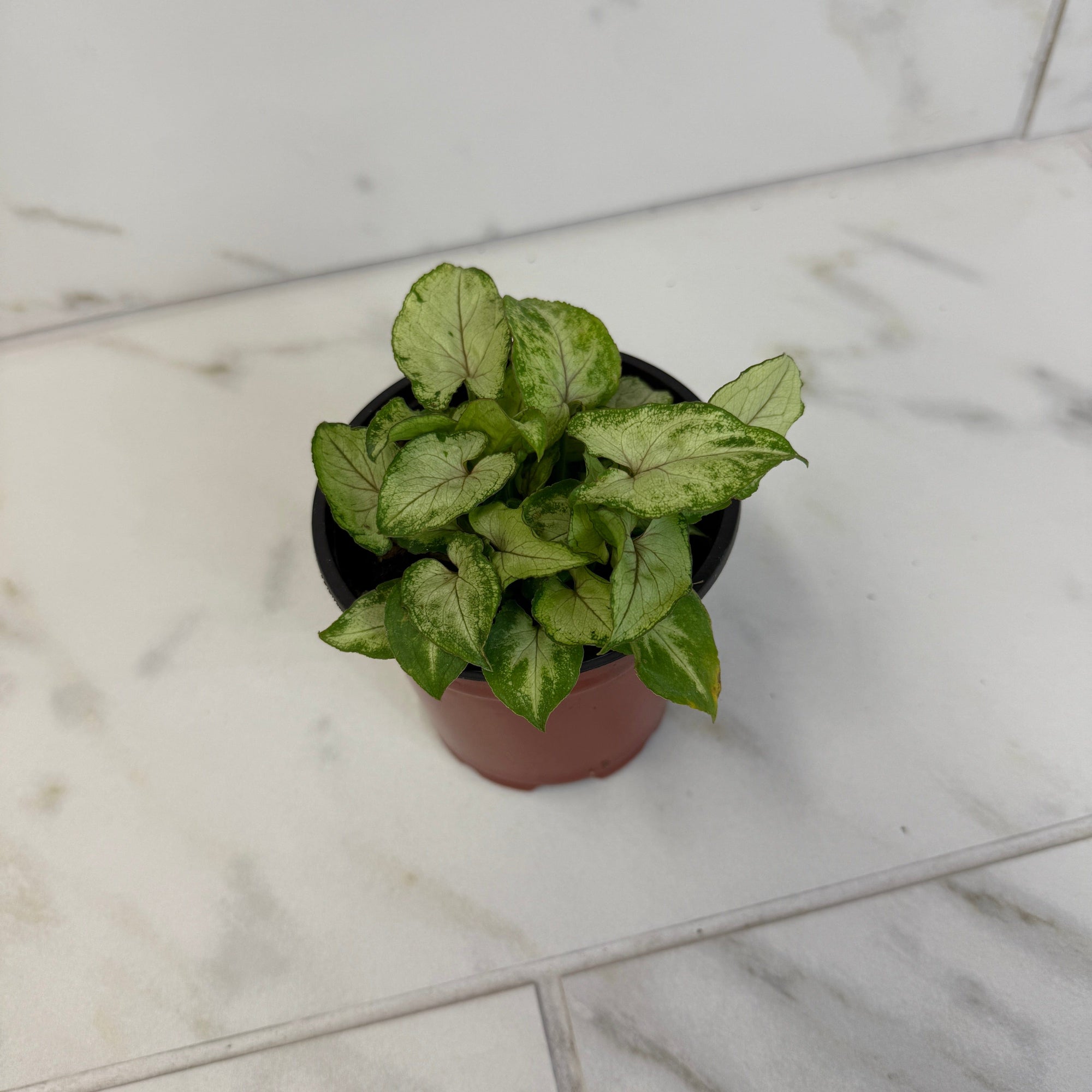 Syngonium Yami Red Wine, 4" Plant