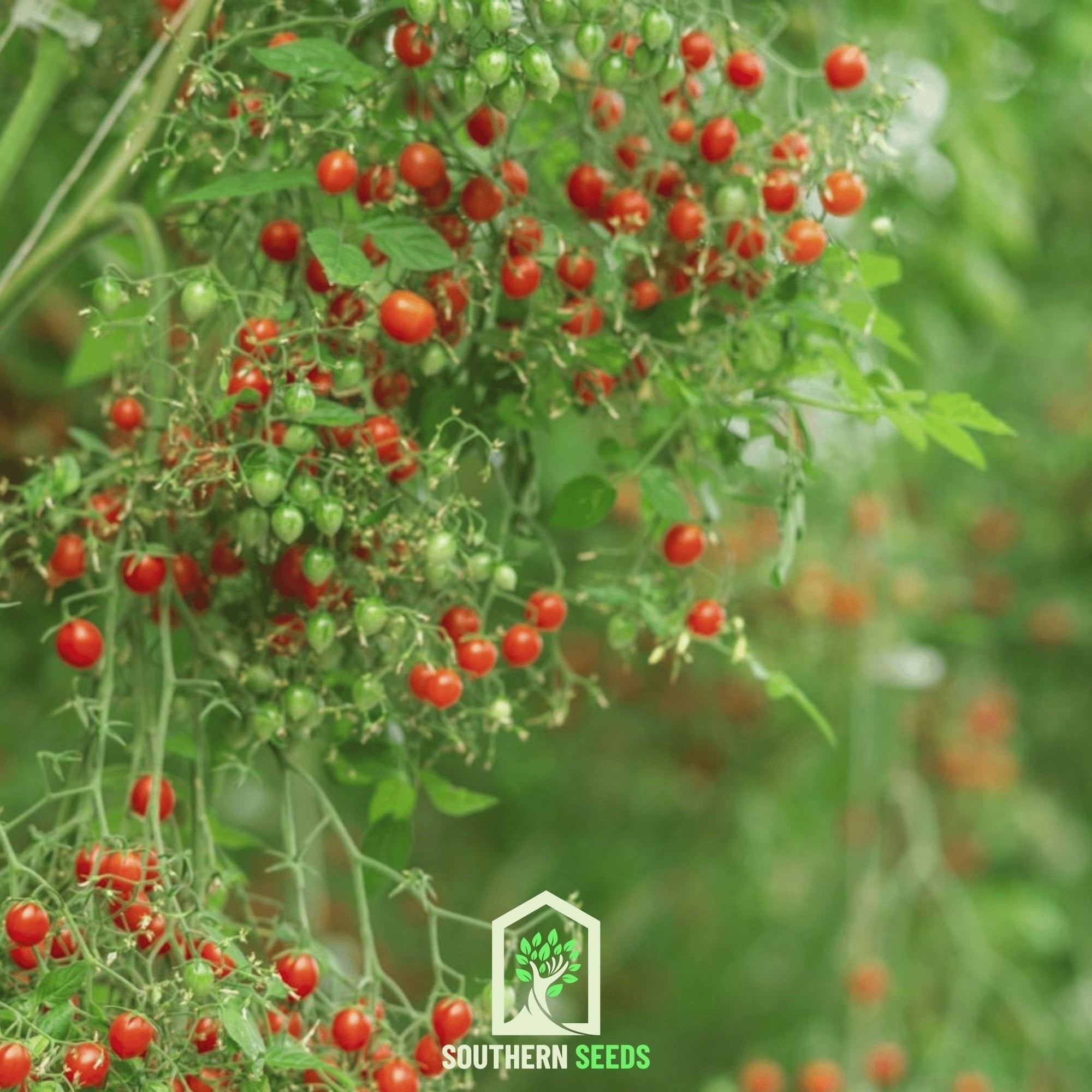 World's Smallest Tomato – Tomberry – 25 Seeds