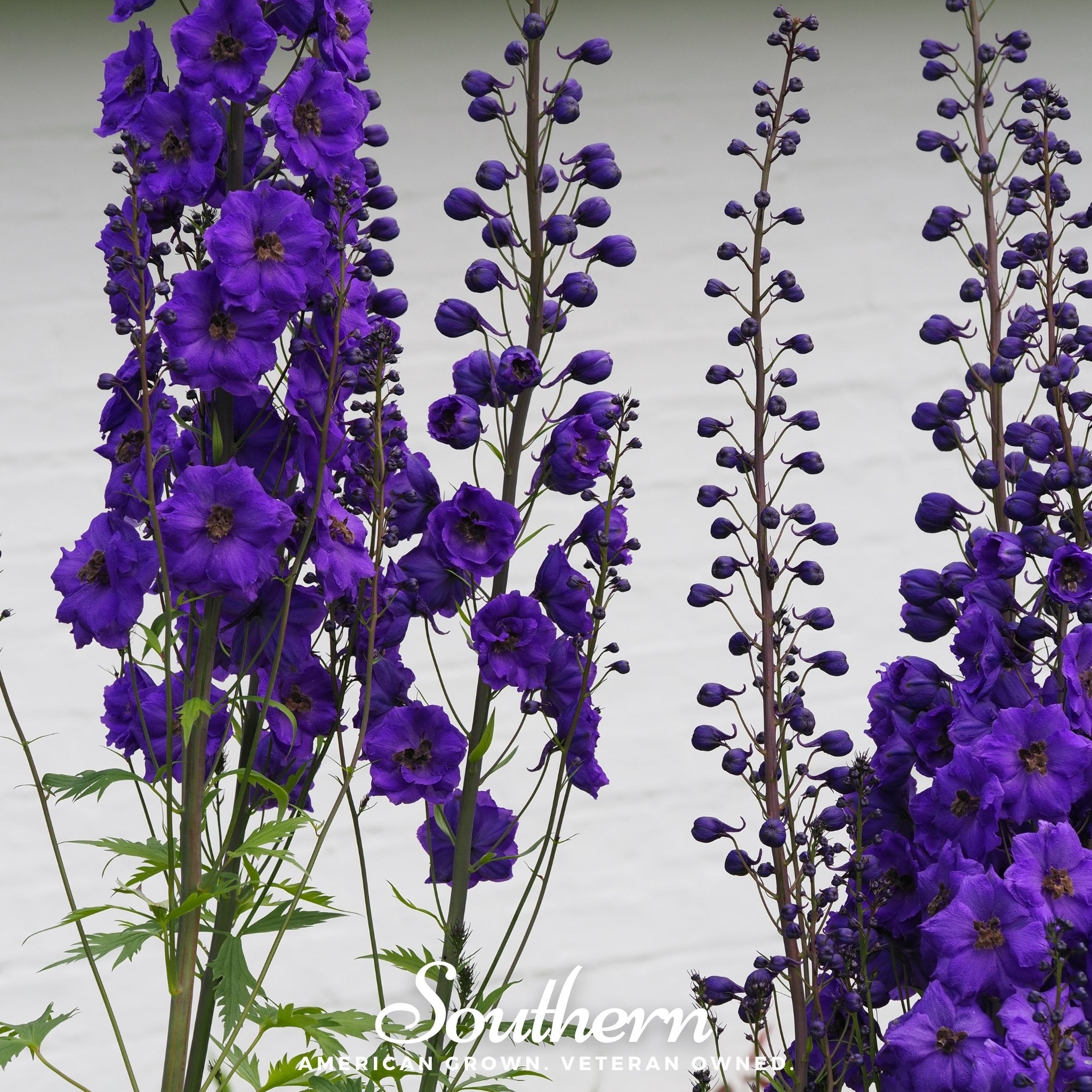 Perennial Flowers