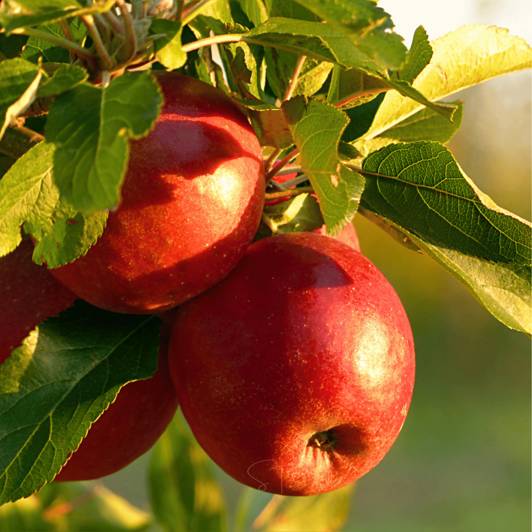 Fruit Seeds