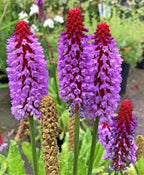 Primula Vialii Flower Seeds for Planting – Red-Purple Blooms, Non-GMO Perennial Garden Seeds