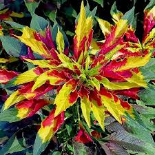 Amaranthus Tricolor Seeds for Planting – Heirloom, Non-GMO Ornamental Foliage with Vibrant Color for Garden Beds & Borders
