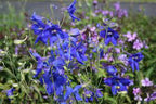 Delphinium belladonna Flower Seeds for Planting – Heirloom & Non-GMO Spikes of Blue Blooms for Cottage Gardens & Cut Flower Beds