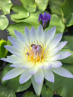 Blue Lotus Seeds (Nymphaea caerulea) – Heirloom, Non-GMO Water Garden Seeds