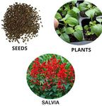 Salvia Splendens Flower Seeds – Vibrant Red Blooms, Heirloom & Non-GMO Garden Seeds