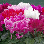 Persicum Cyclamen Seeds – Organic, Heirloom Non-GMO Flower Seeds for Garden Planting