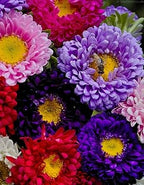 Aster Matsumoto Flower Seeds for Planting – Heirloom & Non-GMO Annual Cut Flower Variety