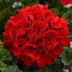 Red Geranium Flower Seeds for Planting – Heirloom & Non-GMO Vibrant Blooms for Beds, Borders, and Containers