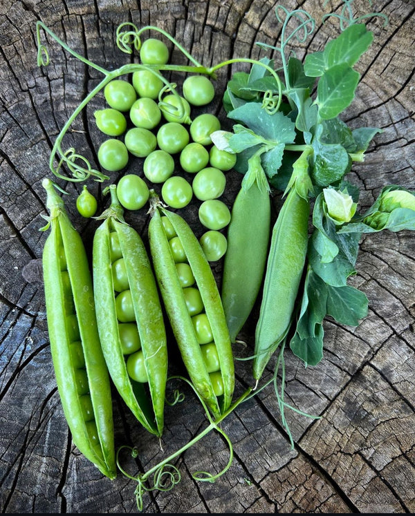 Cascadia Snap Pea Seeds