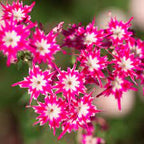 Phlox drummondii Flower Seeds for Planting – Heirloom & Non-GMO Vibrant Annual Blooms for Beds, Borders, and Containers