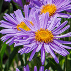 Aster Alpinus Flower Seeds – Heirloom, Non-GMO Alpine Garden Blooms
