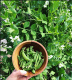 Cascadia Snap Pea Seeds