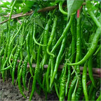 Indian Long Green Chili Seeds for Planting – High Yield, Non-GMO Vegetable Seeds for Home Garden and Farming
