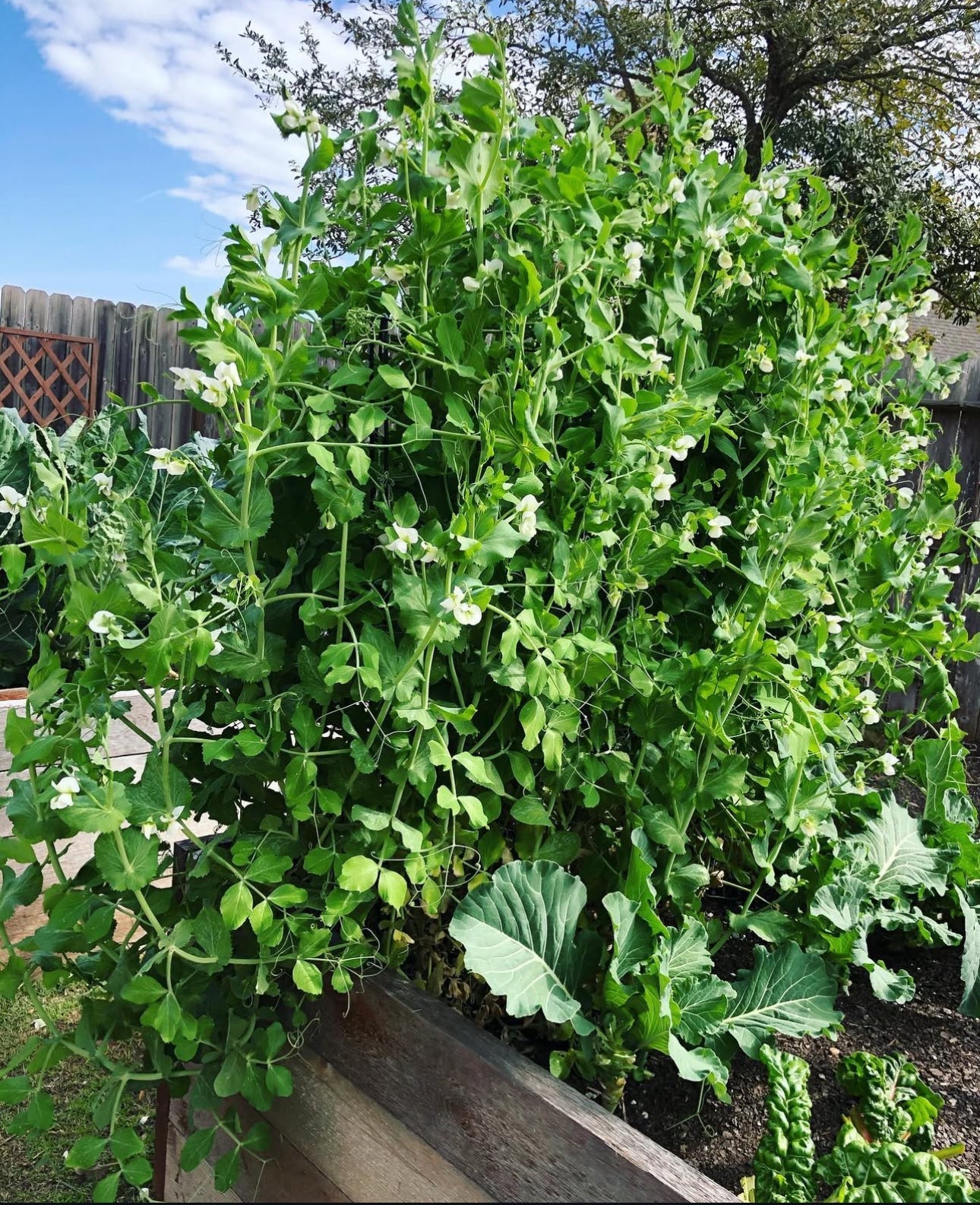 Cascadia Snap Pea Seeds