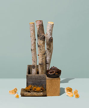 birch bark & ripe fig sapling - the stash