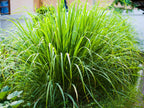 East Indian Lemongrass Seeds for Planting – Heirloom & Non-GMO Aromatic Herb for Teas, Cooking & Medicinal Gardens