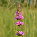 Purple Loosestrife Flower Seeds for Planting – Heirloom & Non-GMO Hardy Perennial for Wetlands and Pollinator Gardens