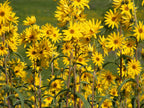Heirloom Non-GMO Yellow Maximilian Flower Seeds for Planting – Tall Sunflower-Like Blooms