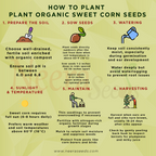 Organic Sweet Corn Seeds for Planting – High-Yield, Non-GMO Vegetable Seeds for Home Garden & Farm Use
