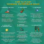 Seedless Watermelon Fruit Seeds for Planting – Heirloom Non-GMO High Germination Organic Garden Seeds