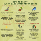 Sugar Baby Watermelon Seeds for Planting – Heirloom, Non-GMO, Sweet Mini Melons for Home Gardens