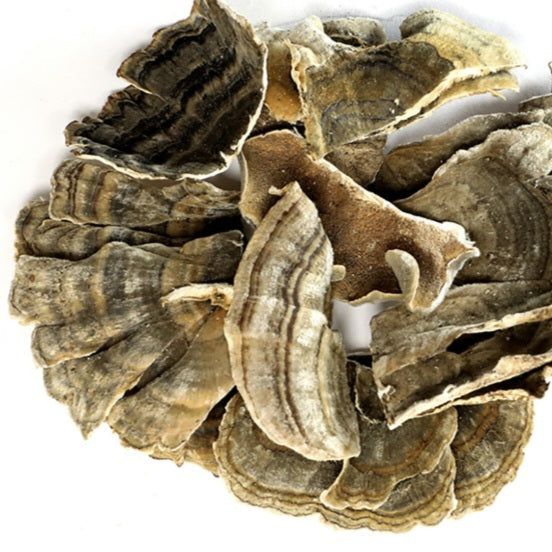 Turkey Tail Mushroom | Immune, Gut & Antioxidant Cellular Support