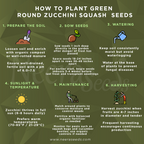 Green Zucchini Long Squash Seeds for Planting – Heirloom, Non-GMO, High-Yield Garden Vegetable Seeds