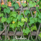 Dark Red Kidney Bean (Bush) – 20 Seeds