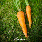 Danvers Carrot – 250 Seeds