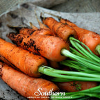 Danvers Carrot – 250 Seeds
