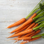 Imperator 58 Carrot – 250 Seeds