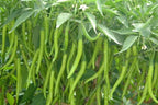 Indian Long Green Chili Seeds for Planting – High Yield, Non-GMO Vegetable Seeds for Home Garden and Farming