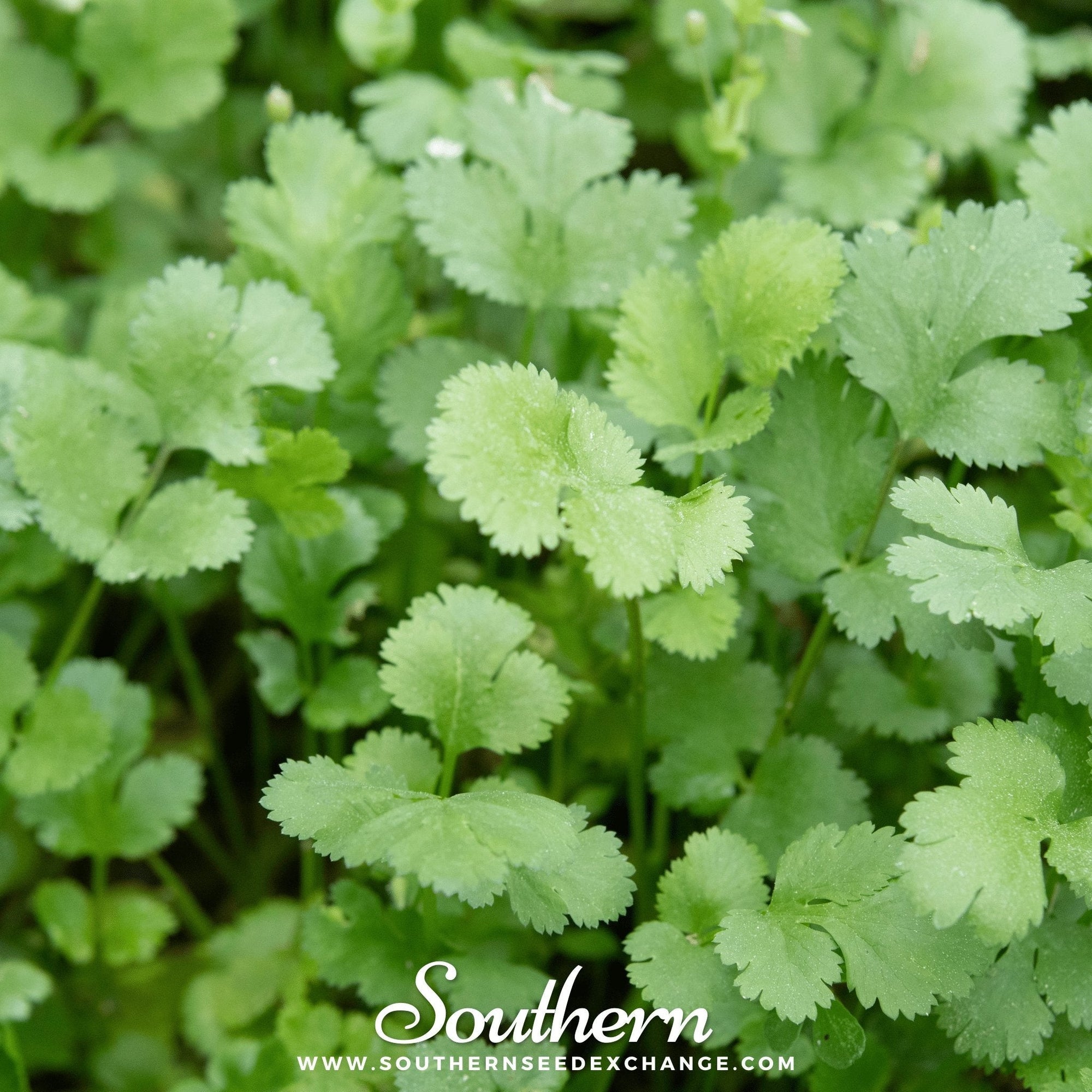 Calypso Cilantro – 100 Seeds