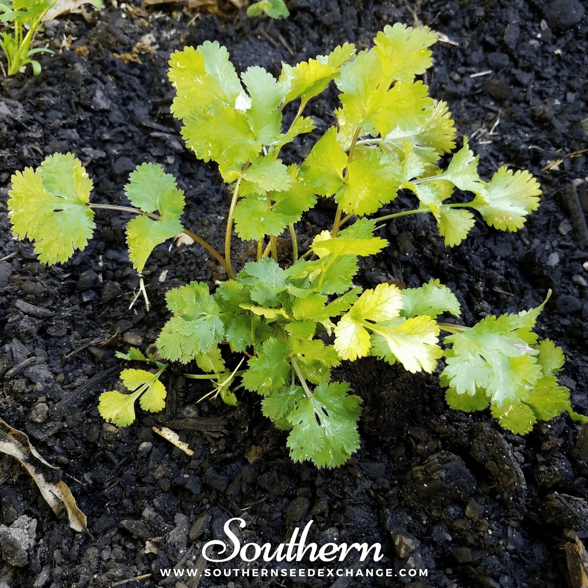 Santo Cilantro – 100 Seeds