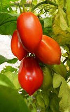 Purple Red Tomato Seeds for Planting – Heirloom, Non-GMO, Organic Garden Seeds, High Germination
