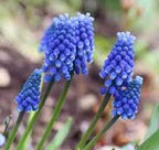 Muscari Armeniacum Bulbs – Classic Grape Hyacinth for Spring Borders, Rock Gardens & Containers