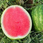 Seedless Watermelon Fruit Seeds for Planting – Heirloom Non-GMO High Germination Organic Garden Seeds