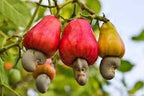 Cashew Apple Seeds for Planting – Heirloom, Non-GMO, Tropical Fruit Tree with Edible Apple & Nut for Home Garden