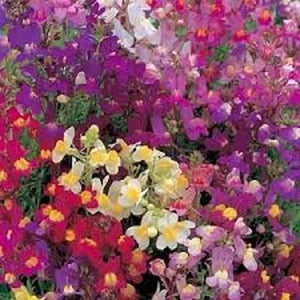 Linaria maroccana Flower Seeds for Planting – Heirloom & Non-GMO Moroccan Toadflax Blooms for Wildflower and Cottage Gardens