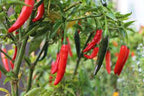 Short Cayenne Pepper Seeds – Indian Dry Red Chili Vegetable Seeds for Planting, High Yield, Non-GMO, Heirloom Variety