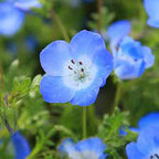 Nemophila menziesii (Baby Blue Eyes) Flower Seeds for Planting – Heirloom & Non-GMO Cool-Season Blooms for Borders and Wildflower Gardens