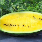 Yellow Crimson Watermelon Fruit Seeds – Heirloom, Non-GMO Seeds for Garden Planting