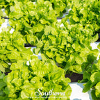Buttercrunch Lettuce – 500 Seeds