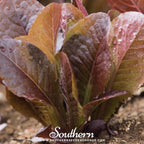 Cimmaron Romaine Lettuce – 200 Seeds