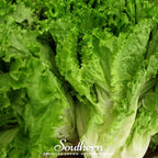 Green Ice Lettuce – 500 Seeds